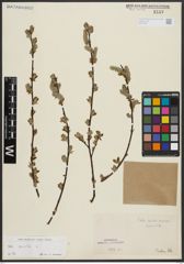 Foto von Salix aurita L.